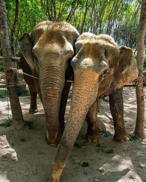 Слоны из Као Лака (Таиланд)